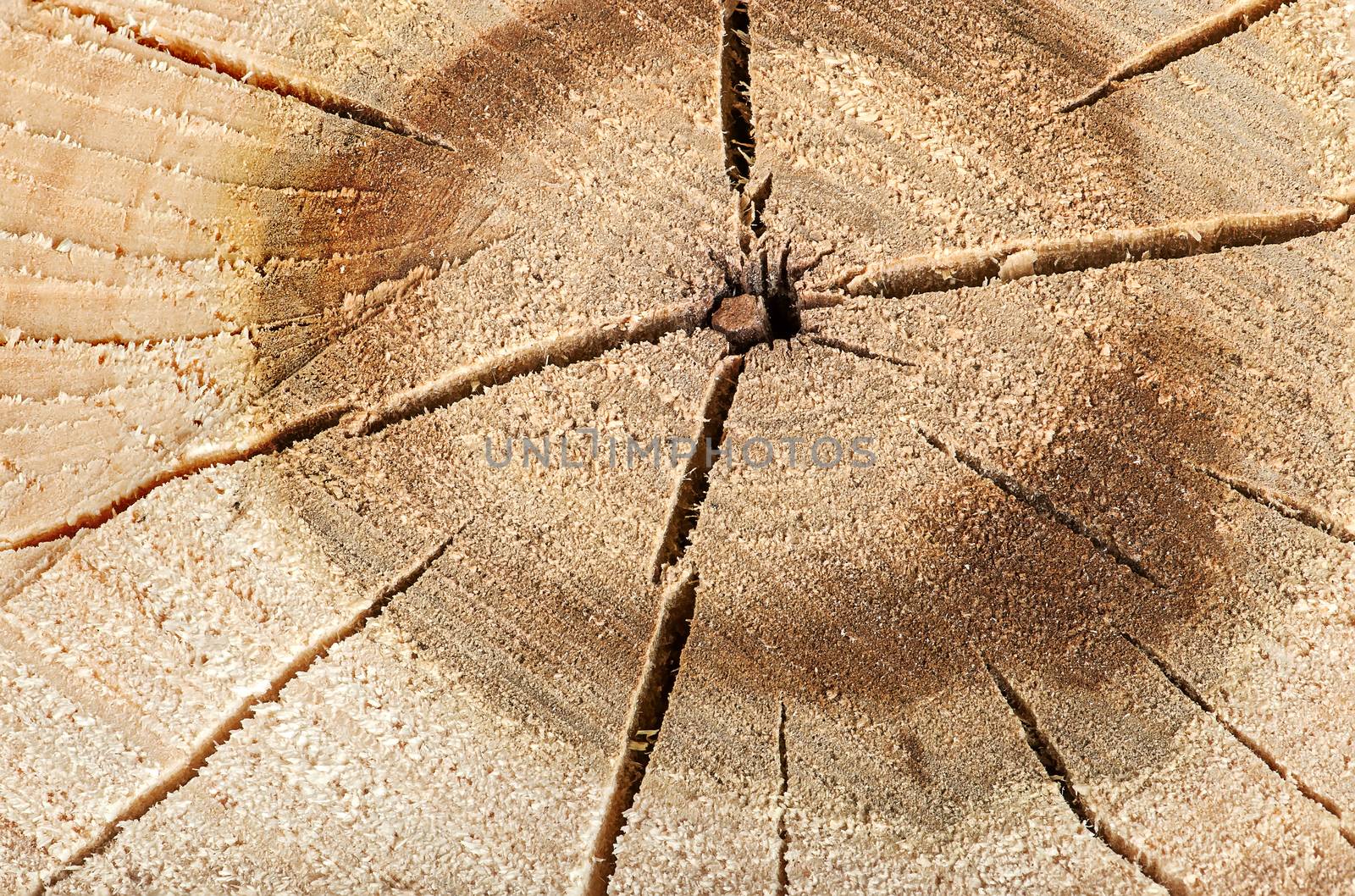 Abstract background poplar cut logs with cracks