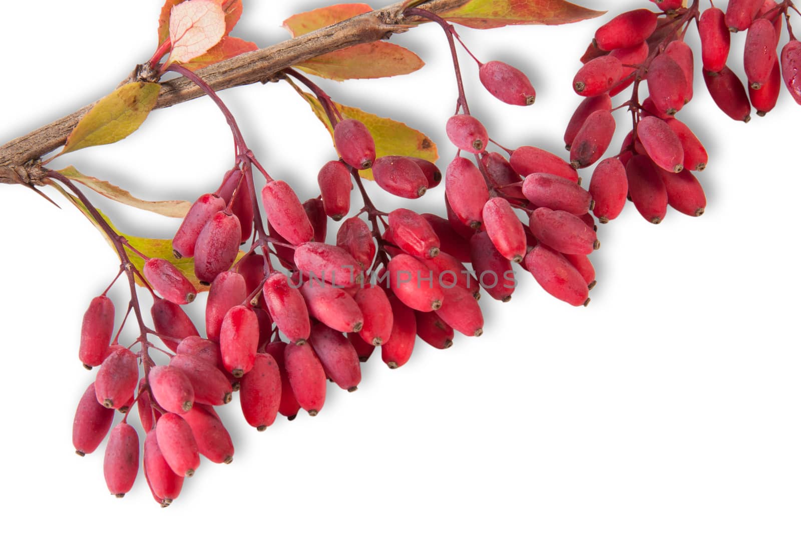 Ripe Barberry On A Branch Close-Up Isolated On White Background