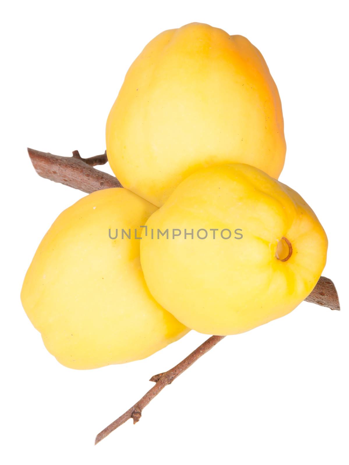 Ripe Quince On Branch Isolated On White Background
