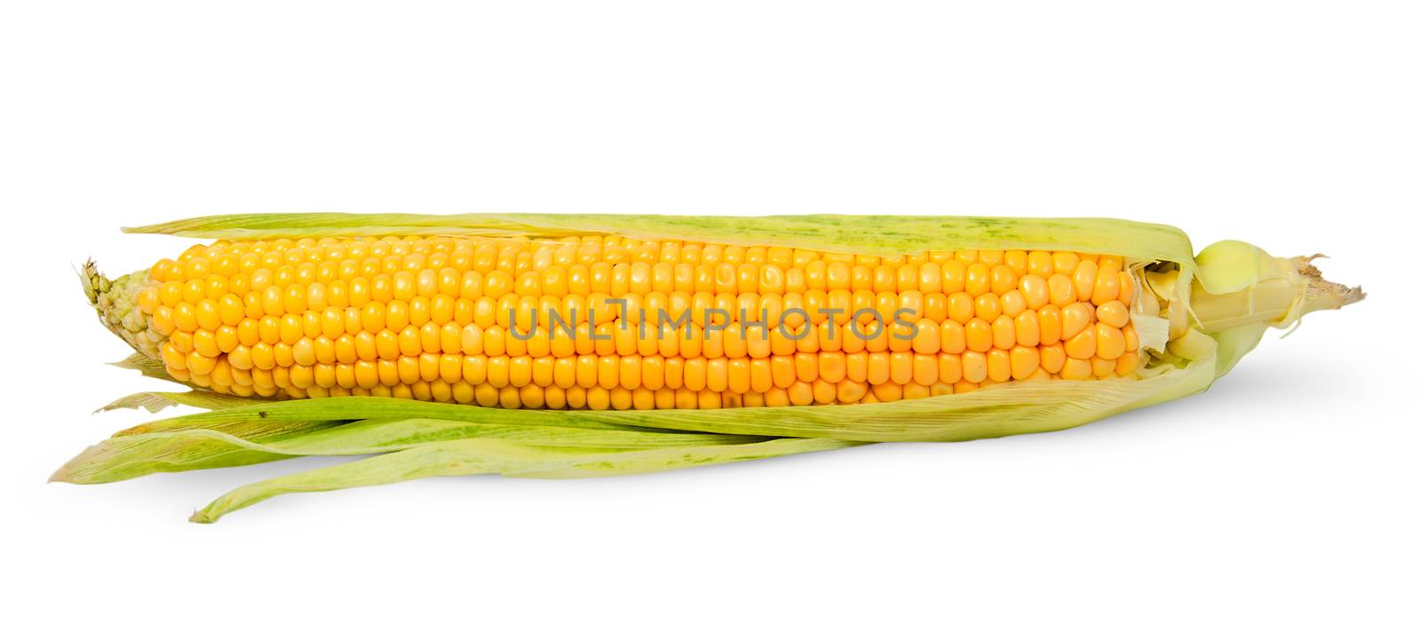 Single half peeled ear of corn isolated on white background