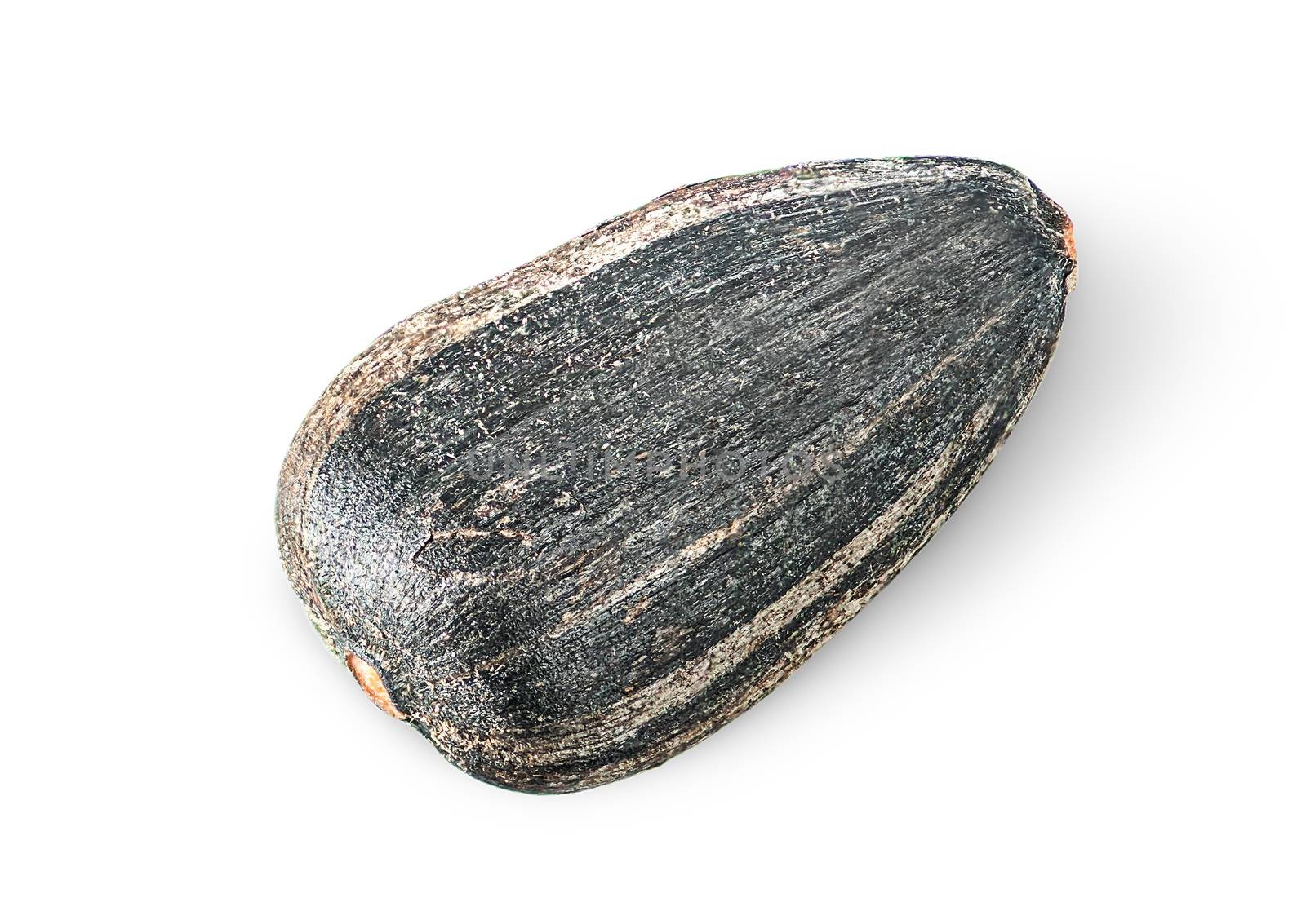 Single of sunflower seed rotated by Cipariss