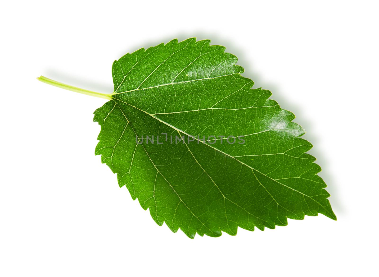 Single green leaf mulberry isolated on white background