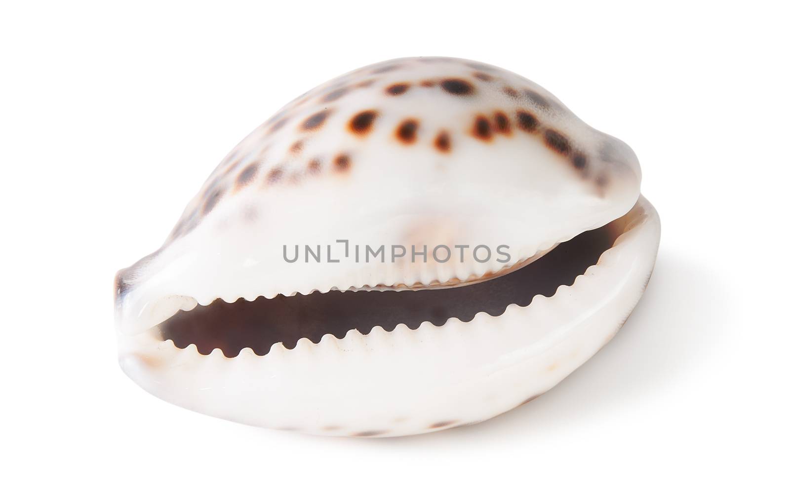 Tiger cowrie shell isolated in white background