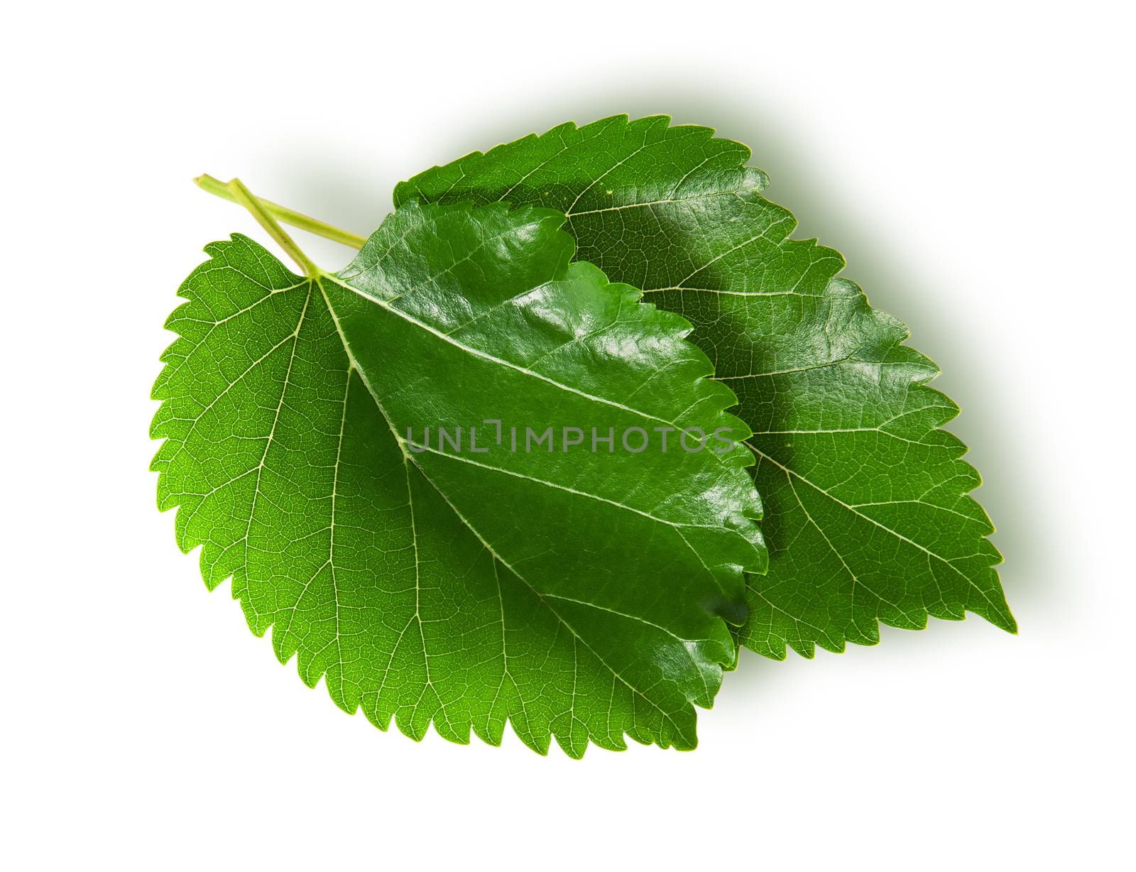 Two green leaves mulberry isolated on white background