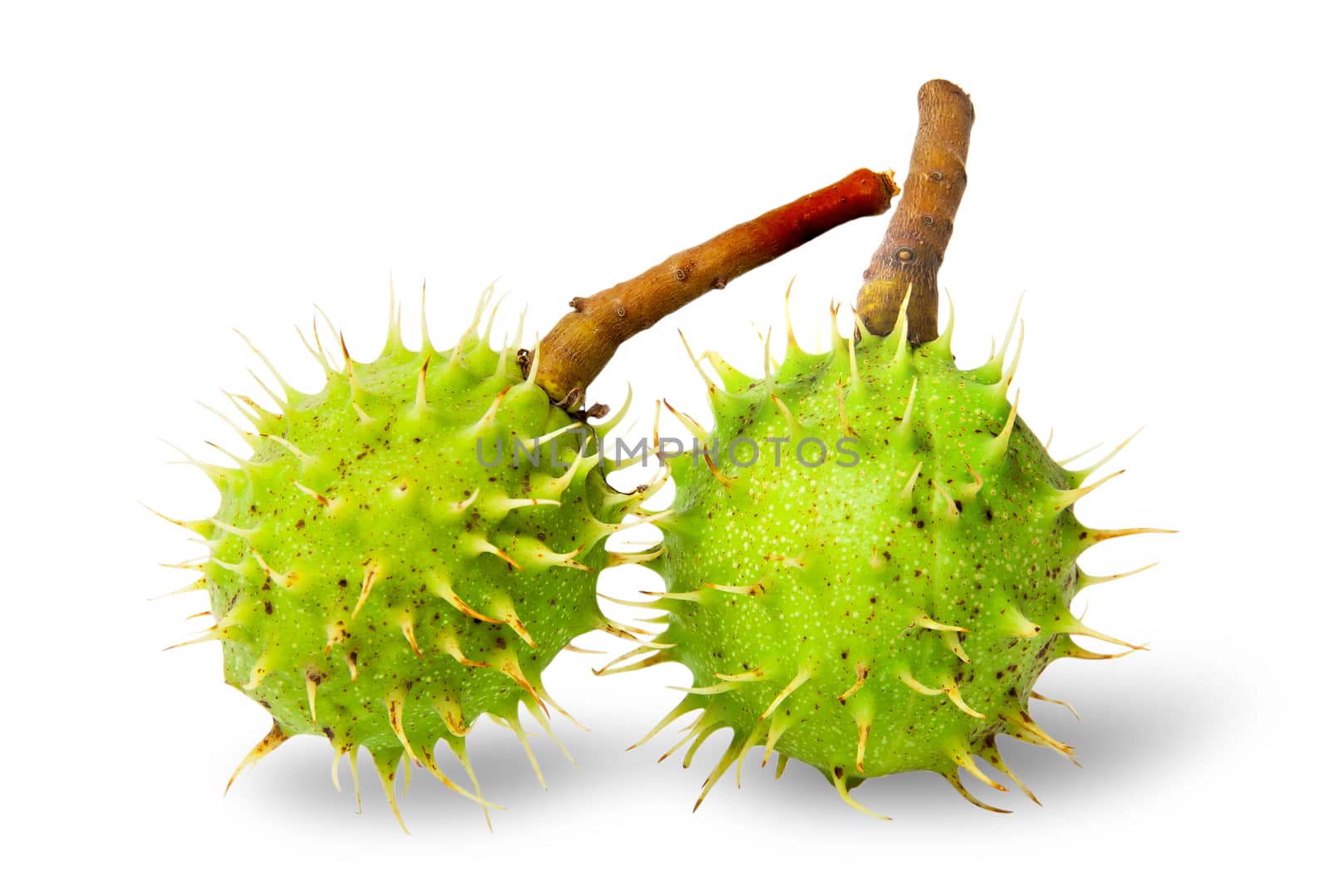 Two green chestnuts in the rind isolated on white background