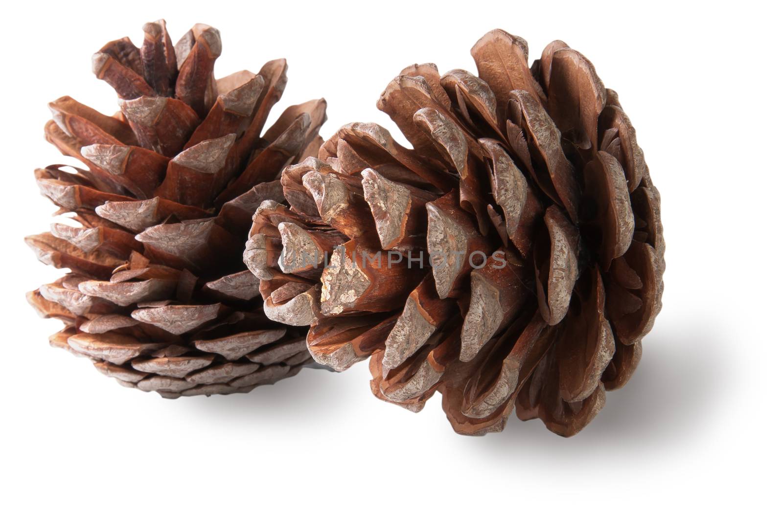 Two juniper cones isolated on white background