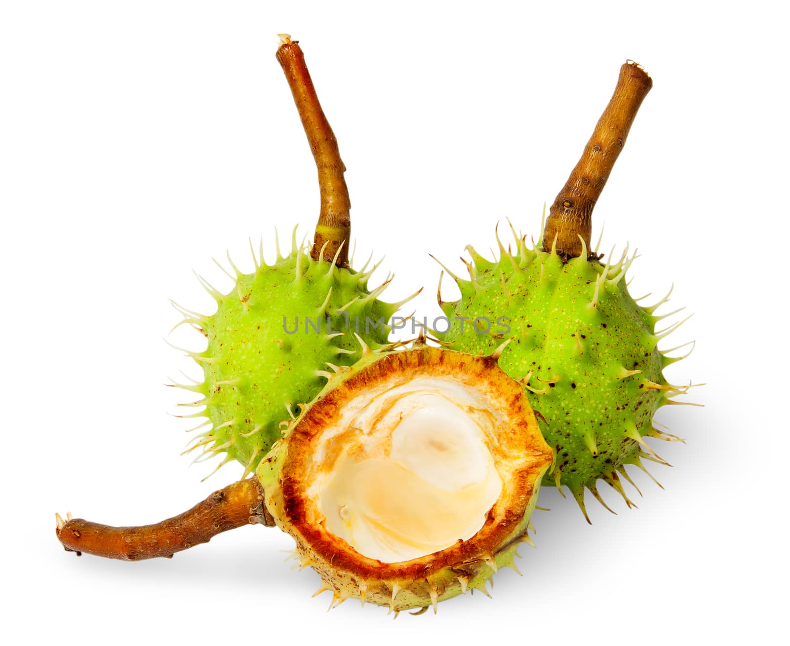 Two wholly chestnuts and peel chestnut isolated on white background