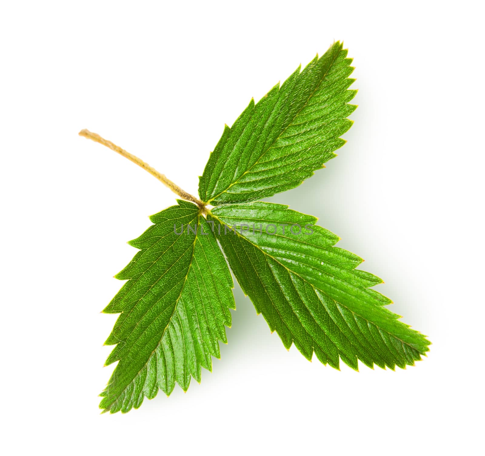 Wild strawberry leaf rotated isolated on white background