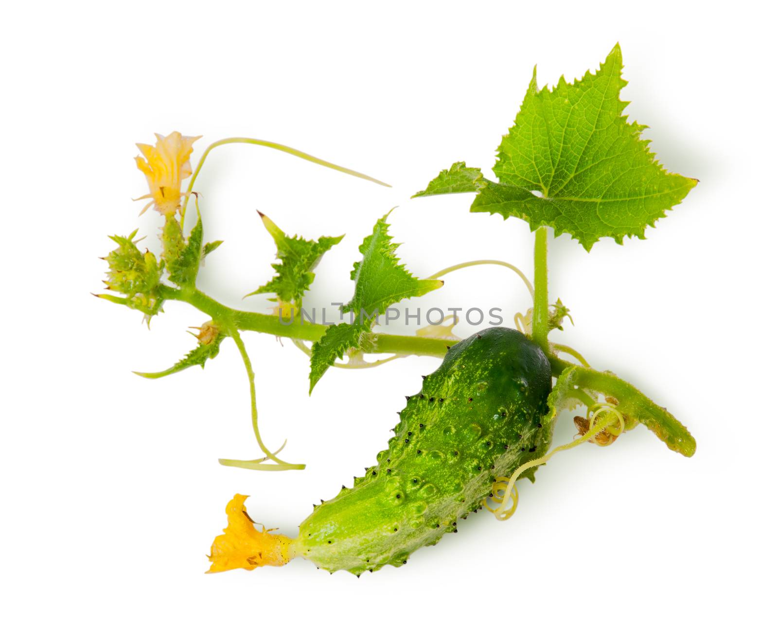 Young green cucumber with leaves isolated on white background
