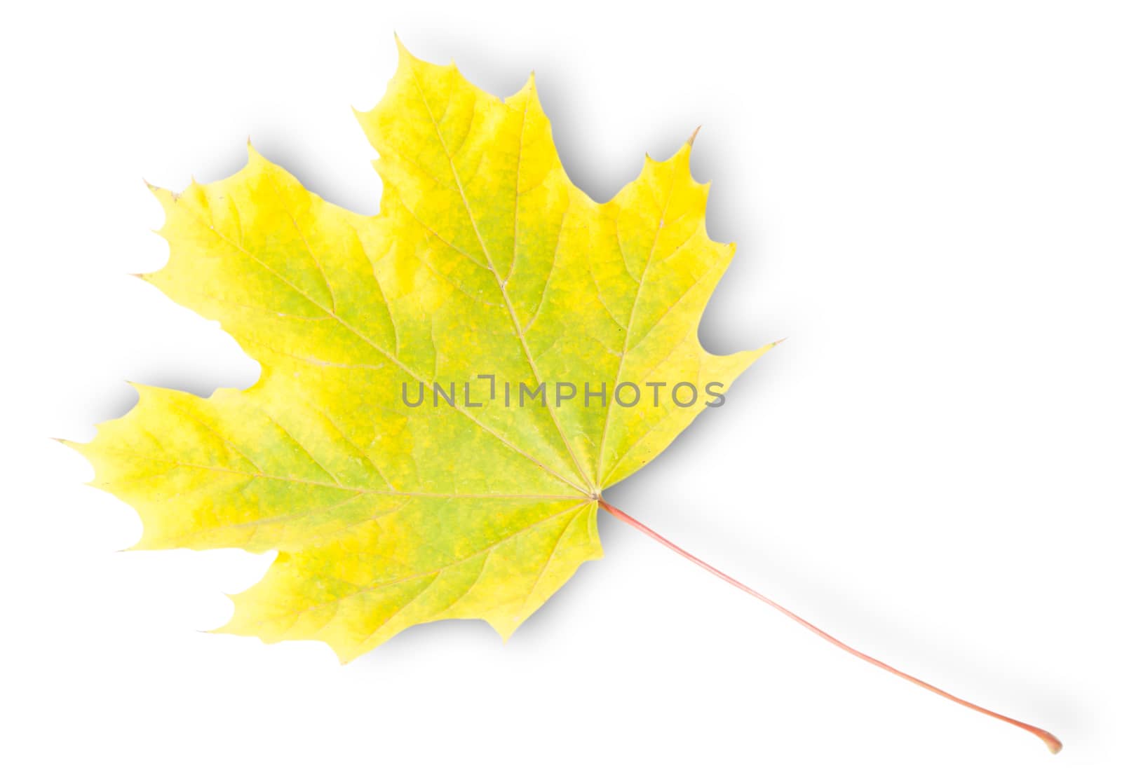 Yellow And Green Autumn Maple Leaf Isolated On White Background