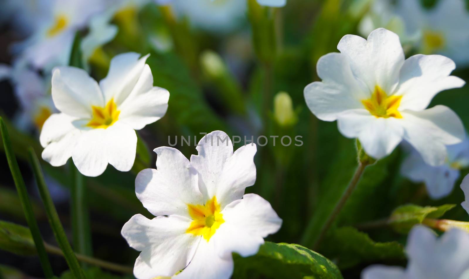 spring flowers charming white evening primrose by Oleczka11