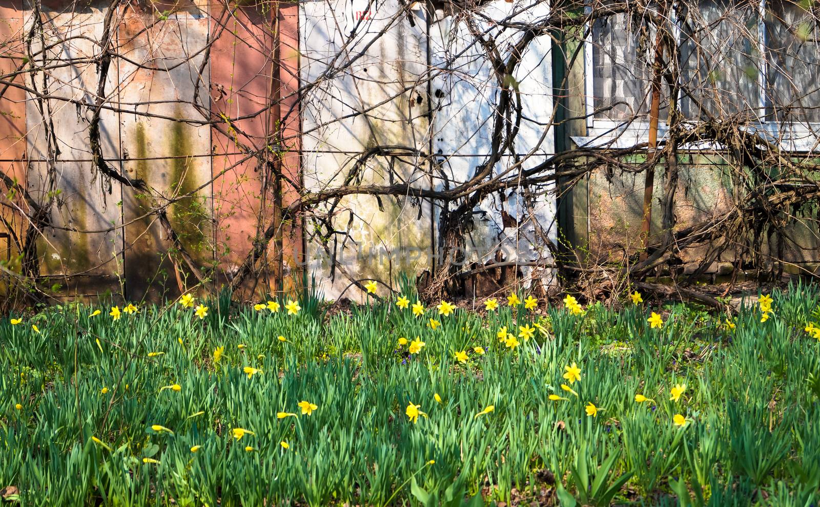 field of daffodils in the country outside the city