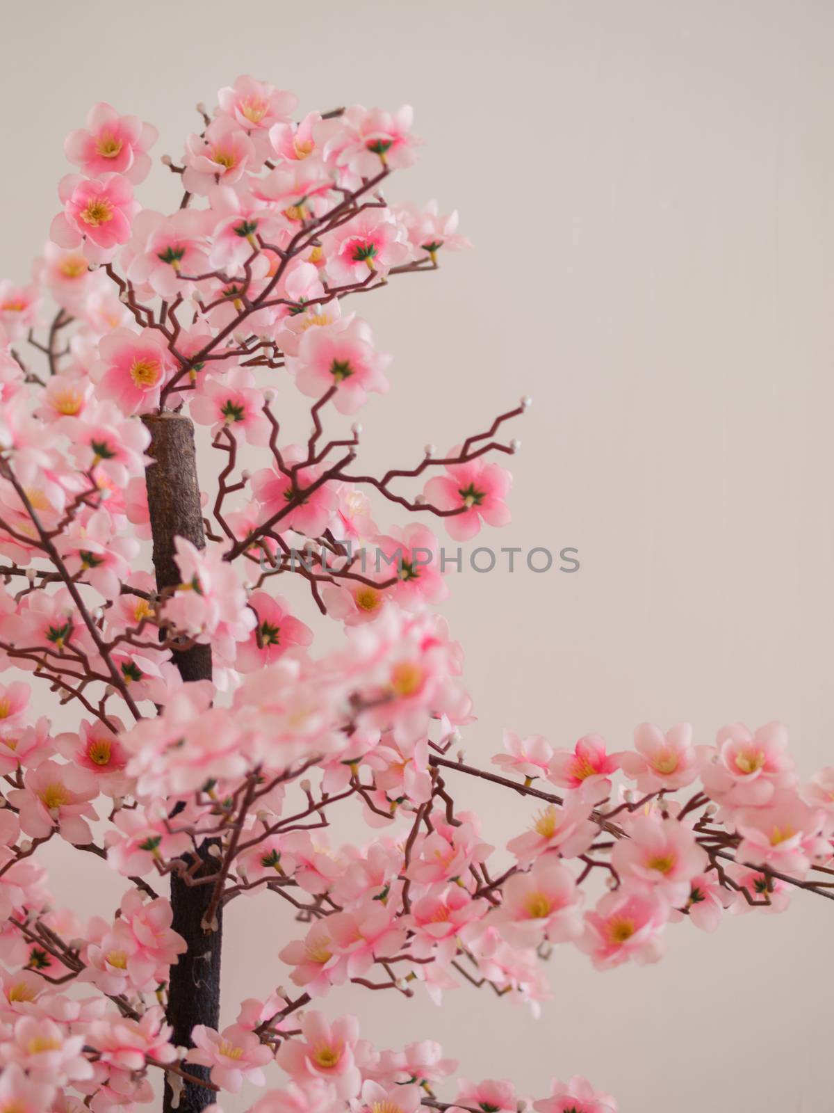 COLOR PHOTO OF CHERRY BLOSSOM IN FULL BLOOM