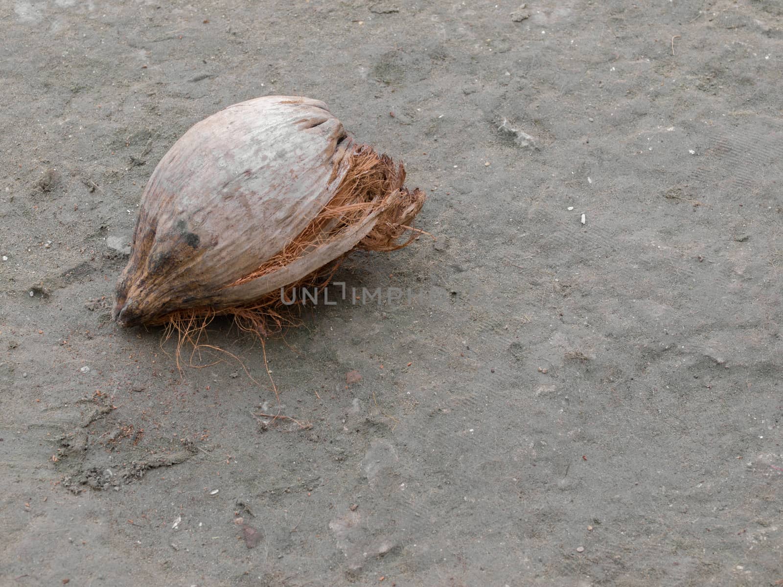 COLOR PHOTO OF DRY COCONUT ON THE GROUND