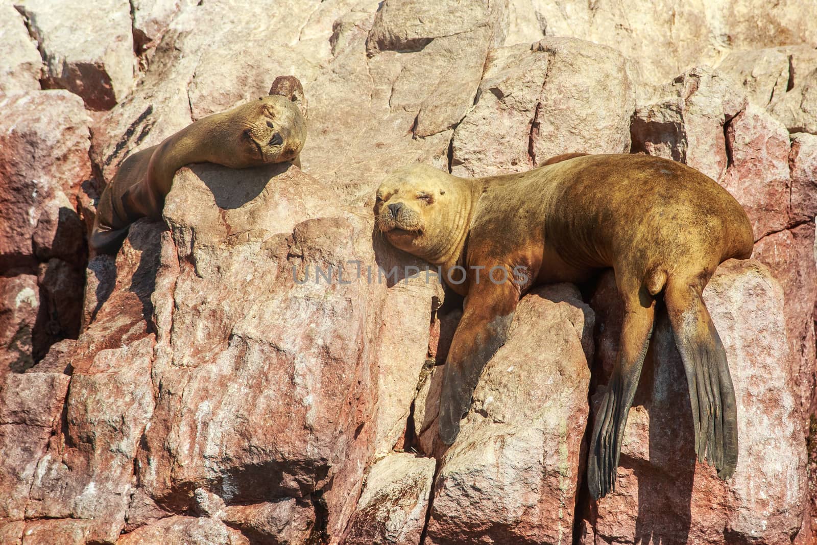 Two seals having a nap on the rocks at Ballestas island, Paracas National park, Peru