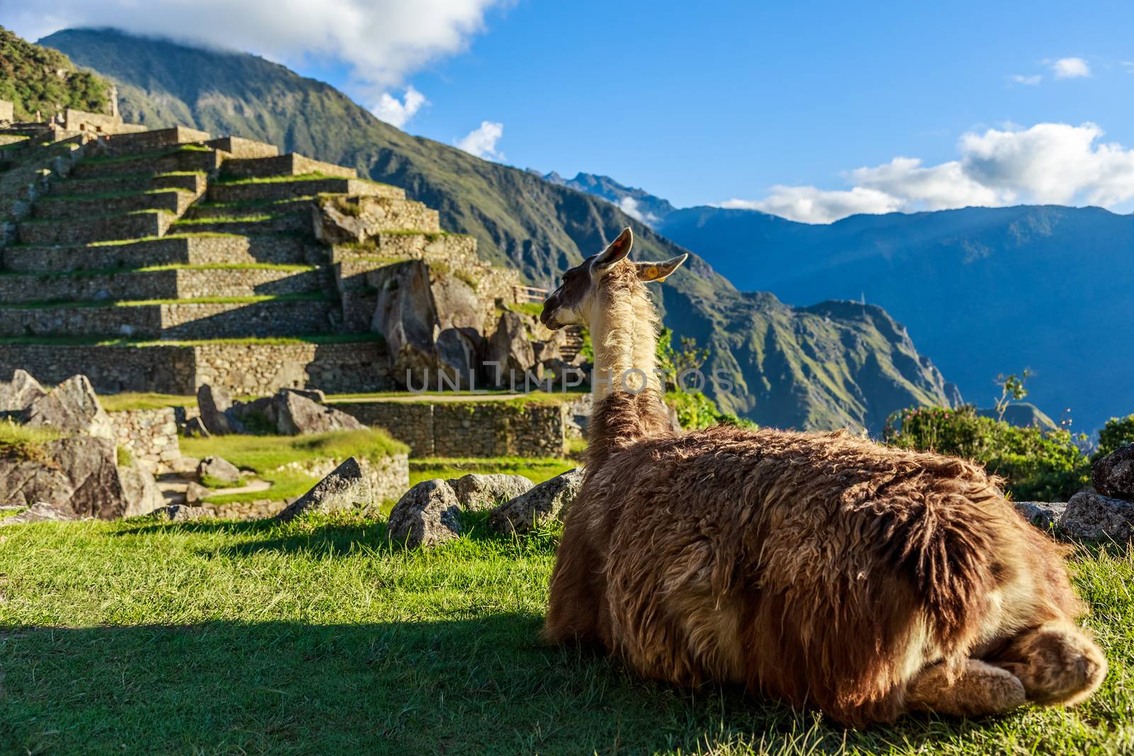 Lama sitting on the grass and looking at terrace of Machu Picchu by ambeon