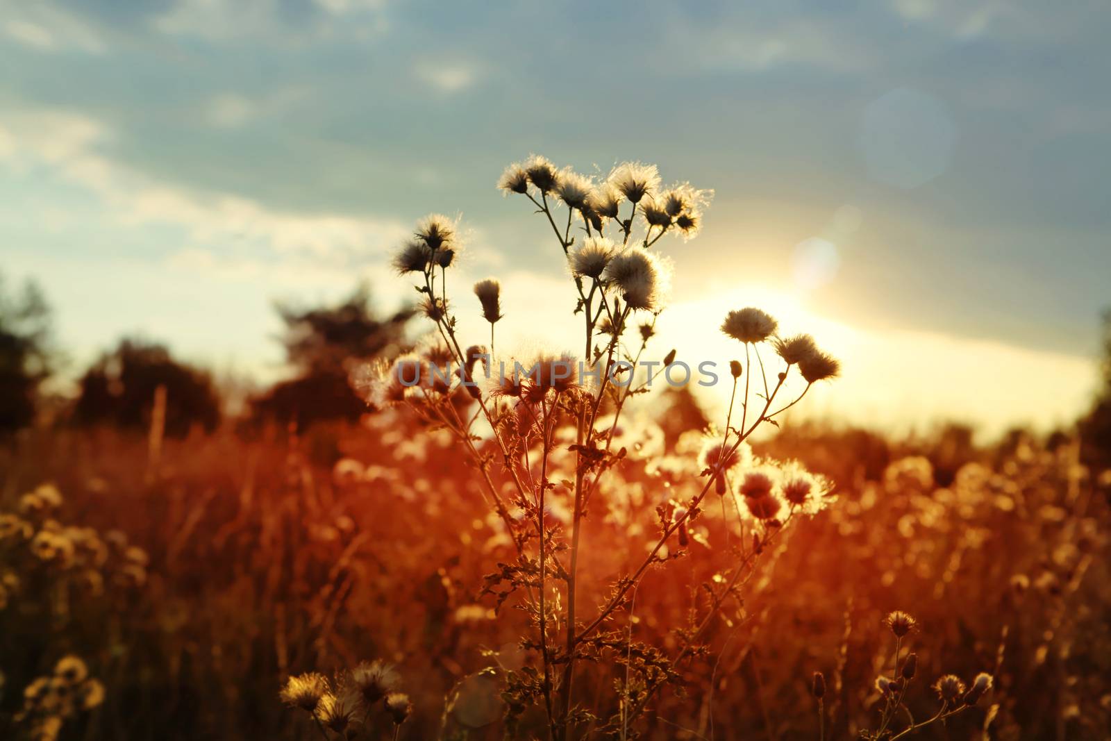 sunset with clouds over field of wild land in the summer