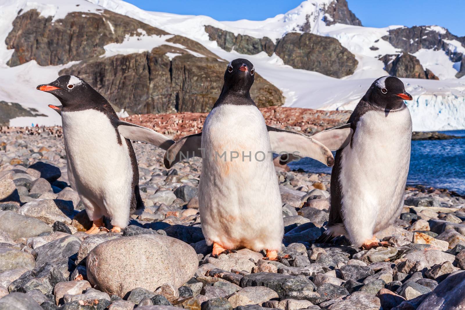 Walking Gentoos, Cuverville Island Gentoo penguins by ambeon