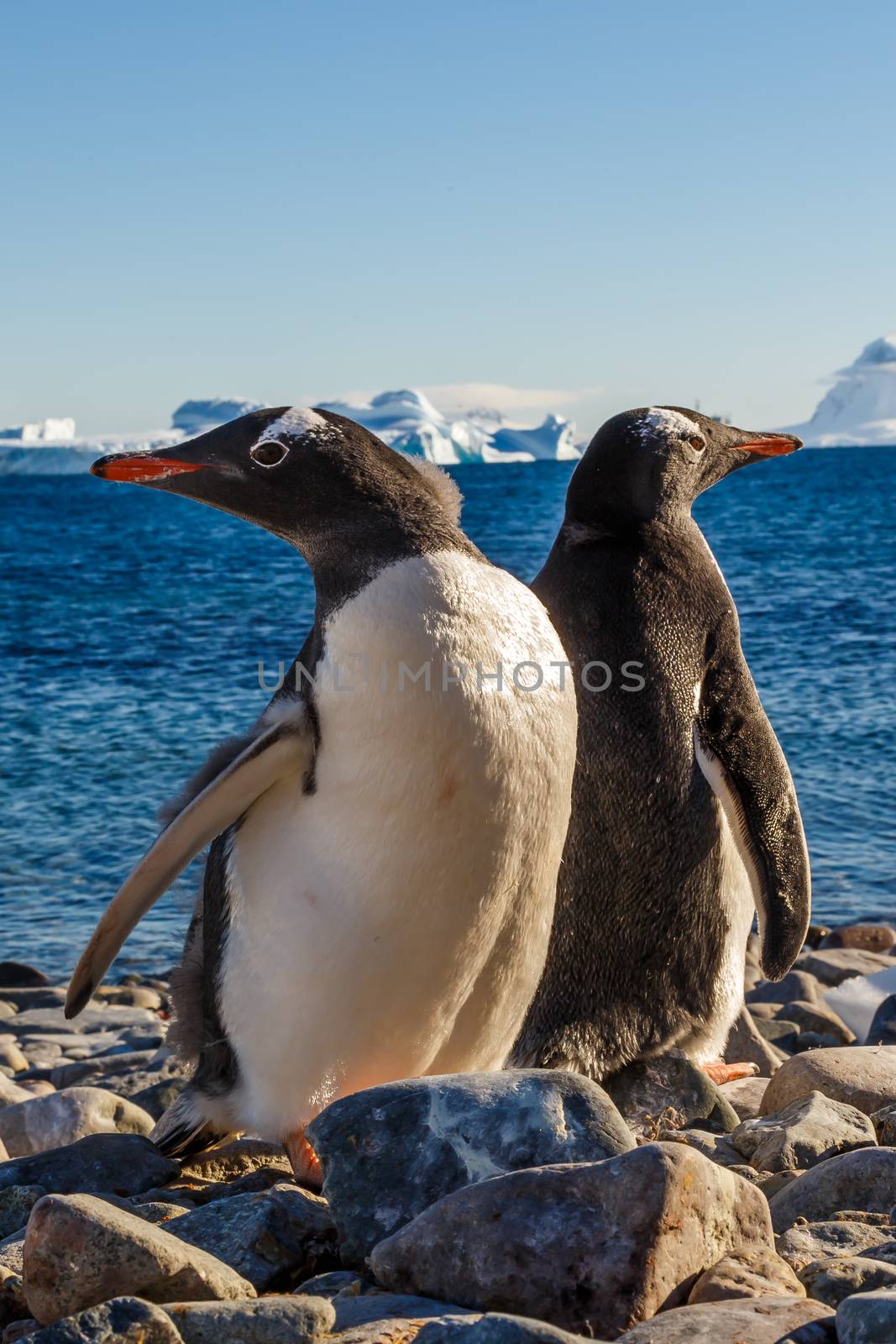 Walking Gentoos, Cuverville Island Gentoo penguins by ambeon