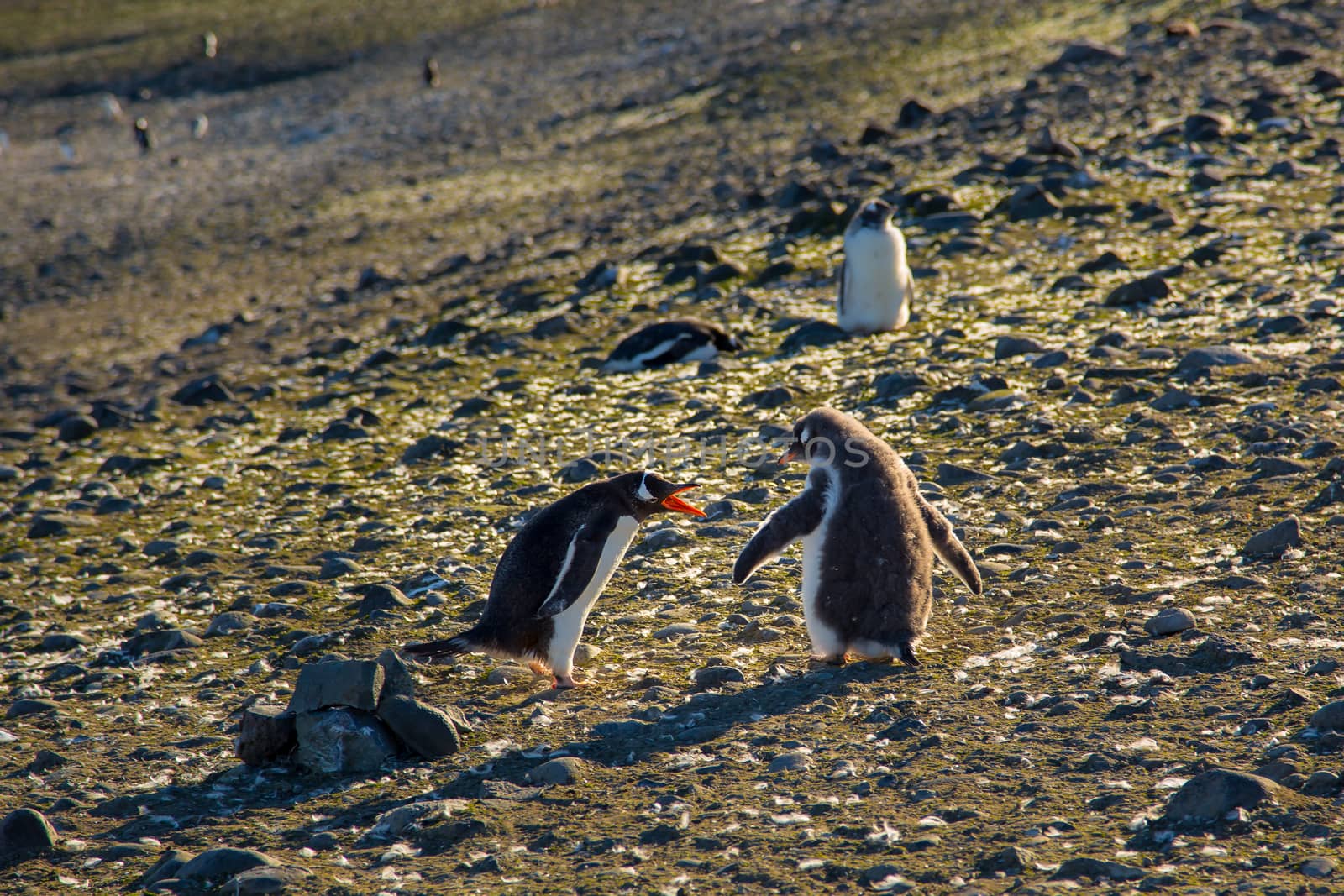 Barrientos Island Adeli penguins, Antarctica