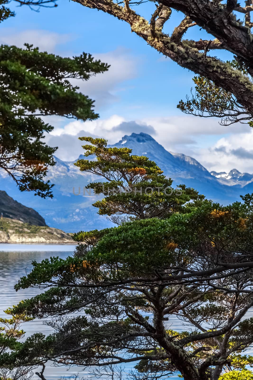 Tree in front of the Beagle channel at Terra Del Fuego National  by ambeon