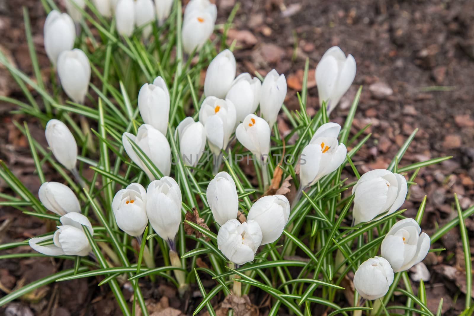 View of magic blooming spring flowers crocus growing in wildlife. Crocus growing from earth outside.