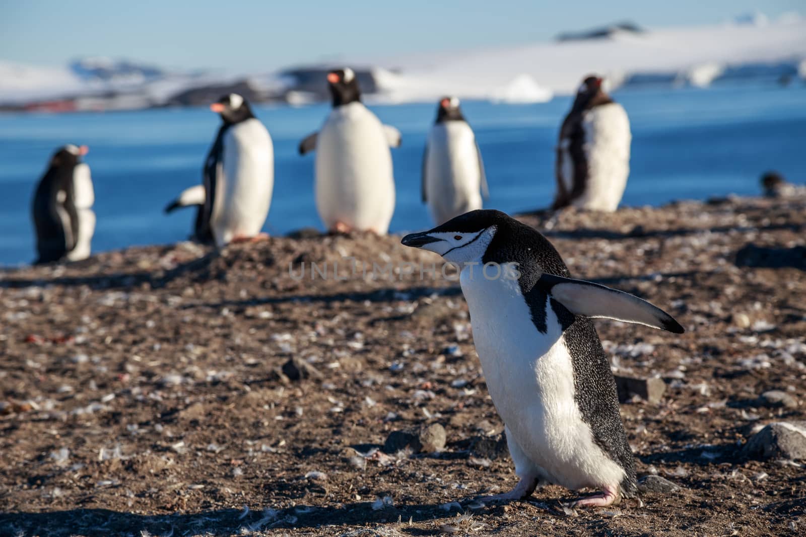 Chinstrap penguin running among gentoos on the shore, South Shet by ambeon