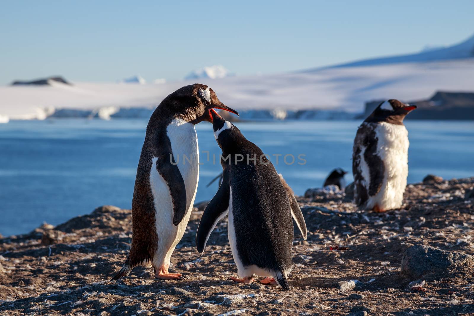 Gentoo penguin feeding chick, sea and mountains in background, S by ambeon