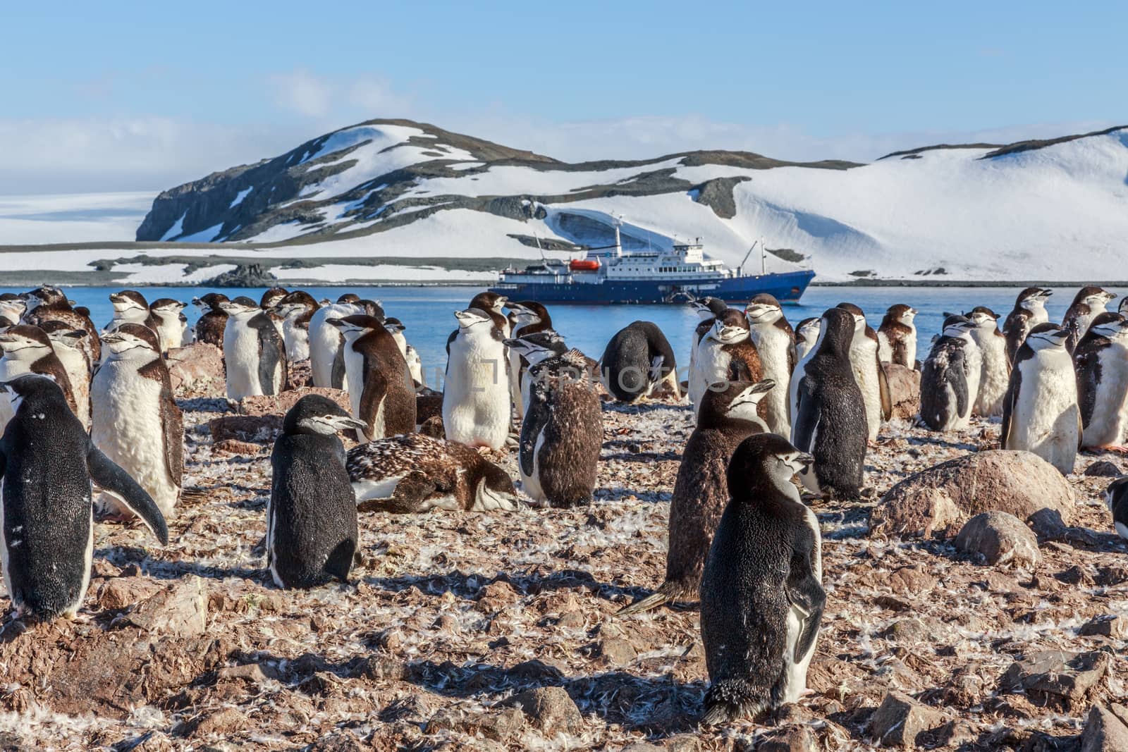 Gentoo penguins standing on the rocks and cruise ship in the background at Neco bay, Antarctica