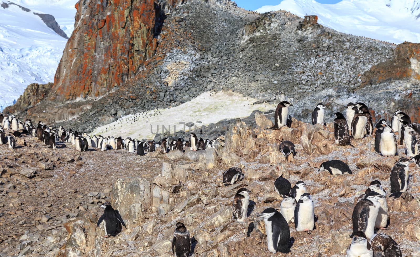 Chinstrap penguins family members gathering on the rocks, Half Moon Island, Antarctic