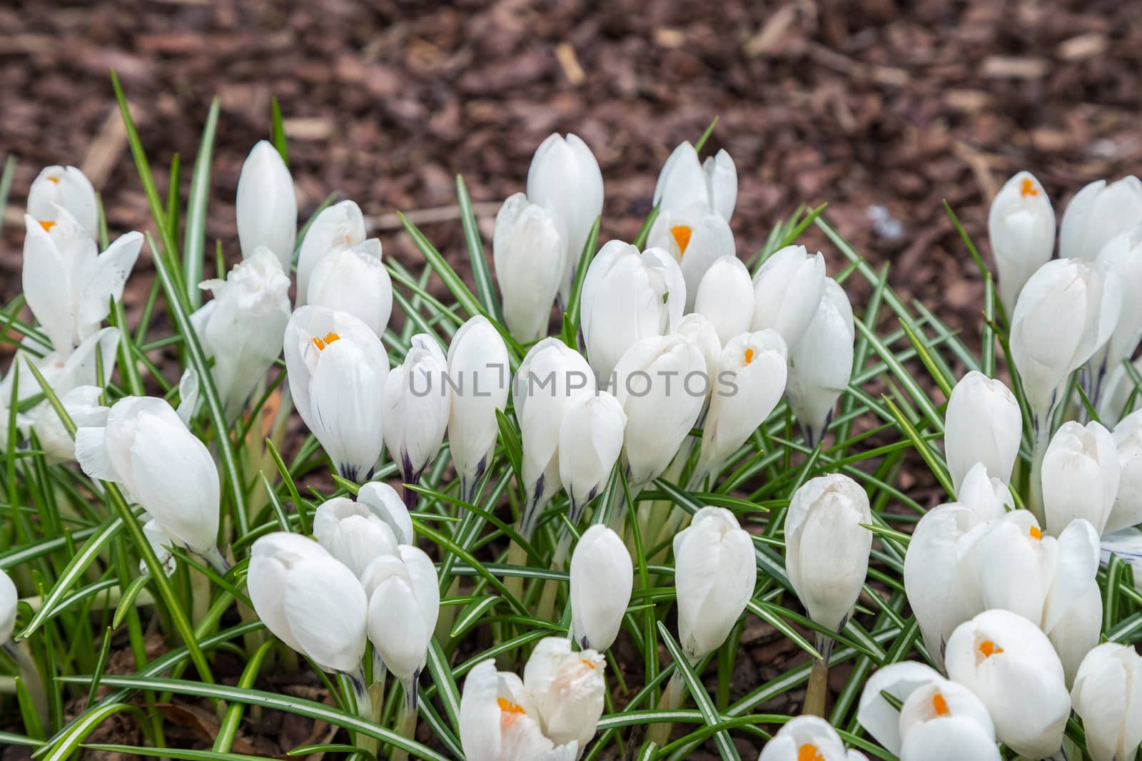 View of magic blooming spring flowers crocus growing in wildlife. Crocus growing from earth outside.