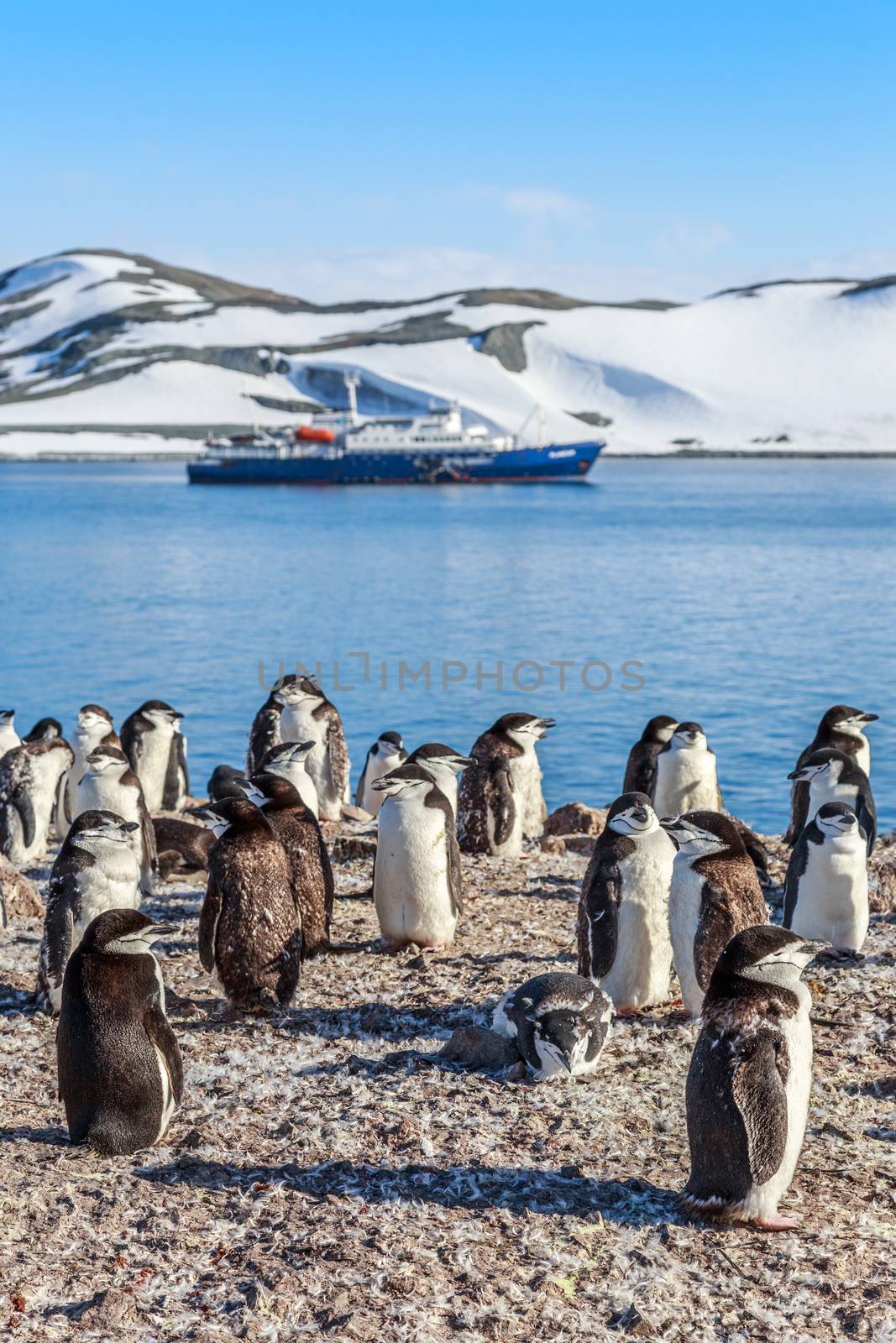Gentoo penguins standing on the rocks and cruise ship in the background at Neco bay, Antarctica