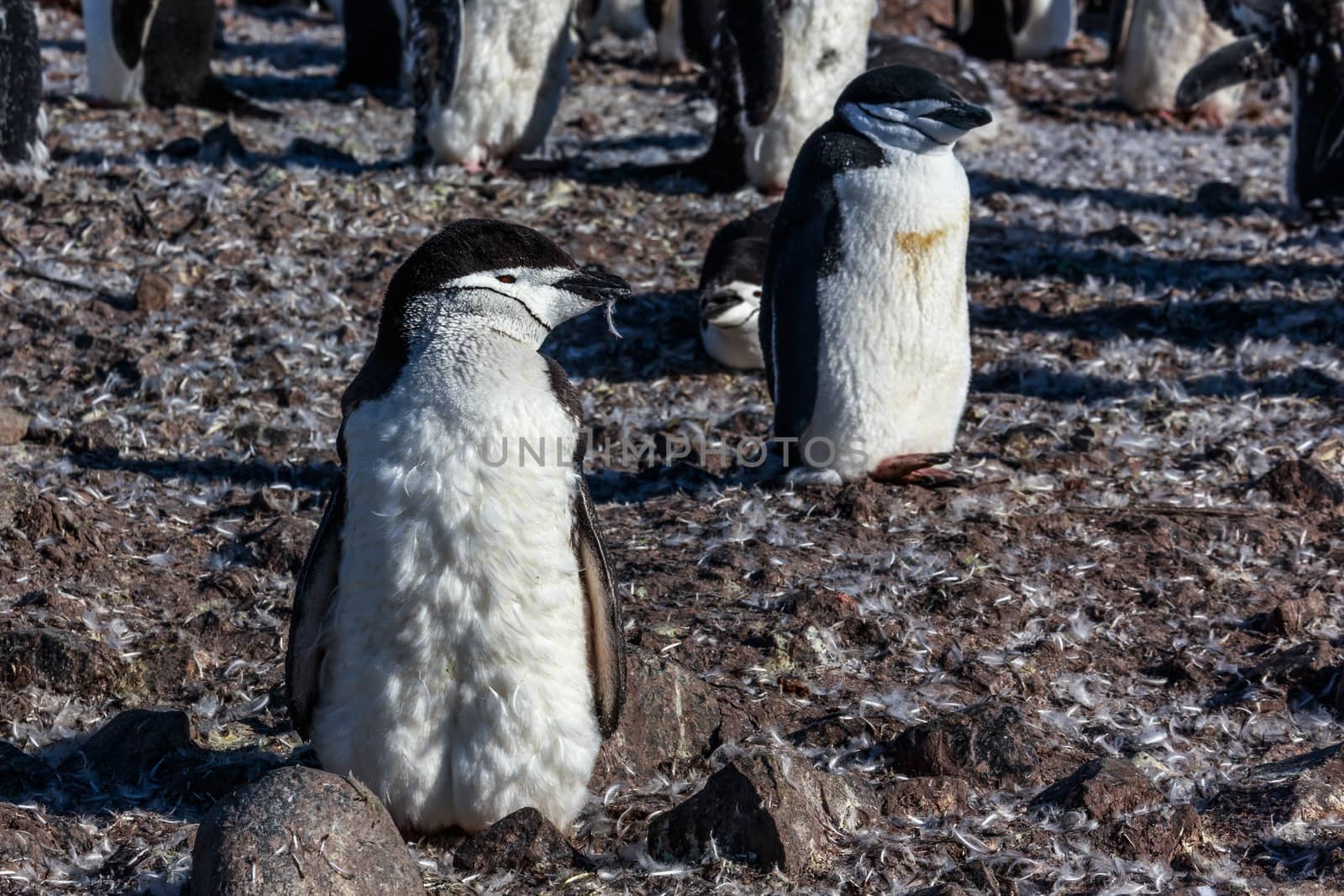 Young chinstrap penguin chick standing among his colony members  by ambeon