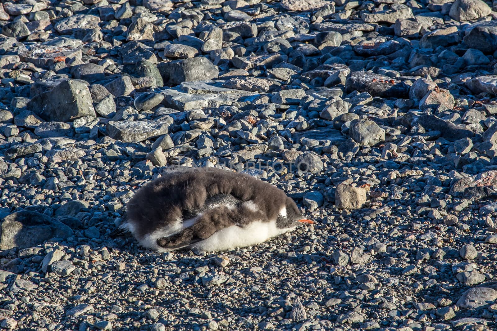 Cute gentoo penguin chick sleeping on the rocks, South Shetland Islands, Antarctica