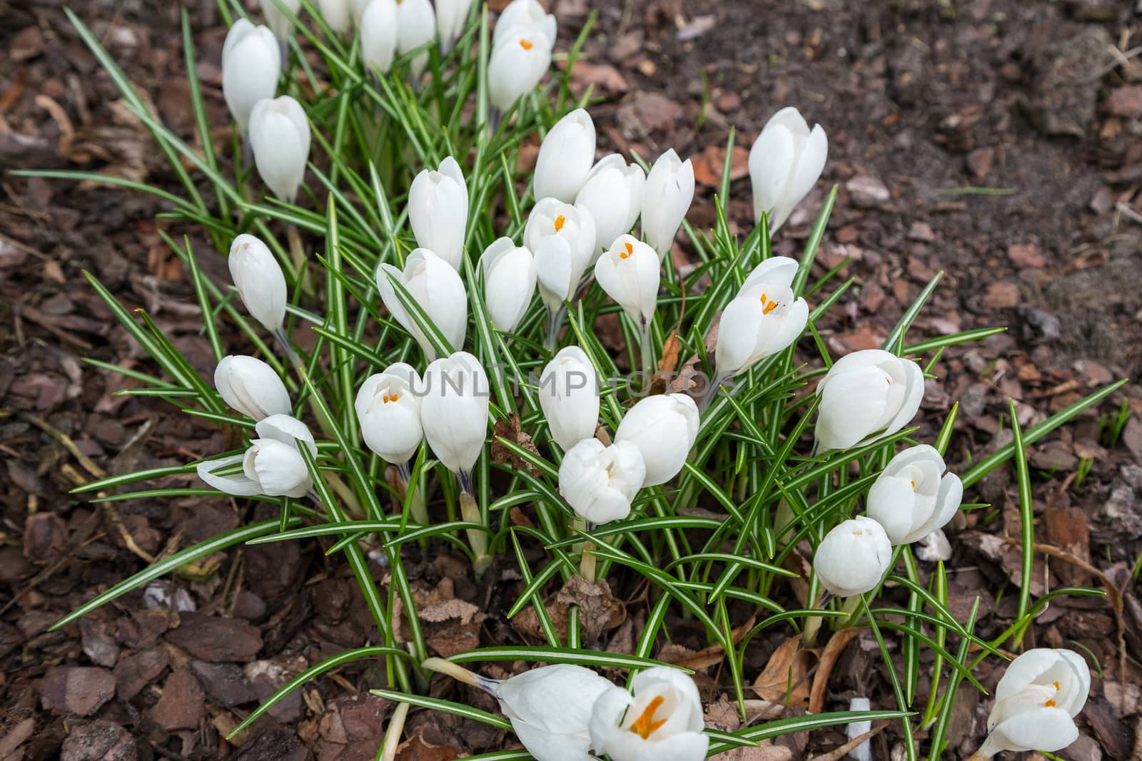 View of magic blooming spring flowers crocus growing in wildlife. Crocus growing from earth outside.