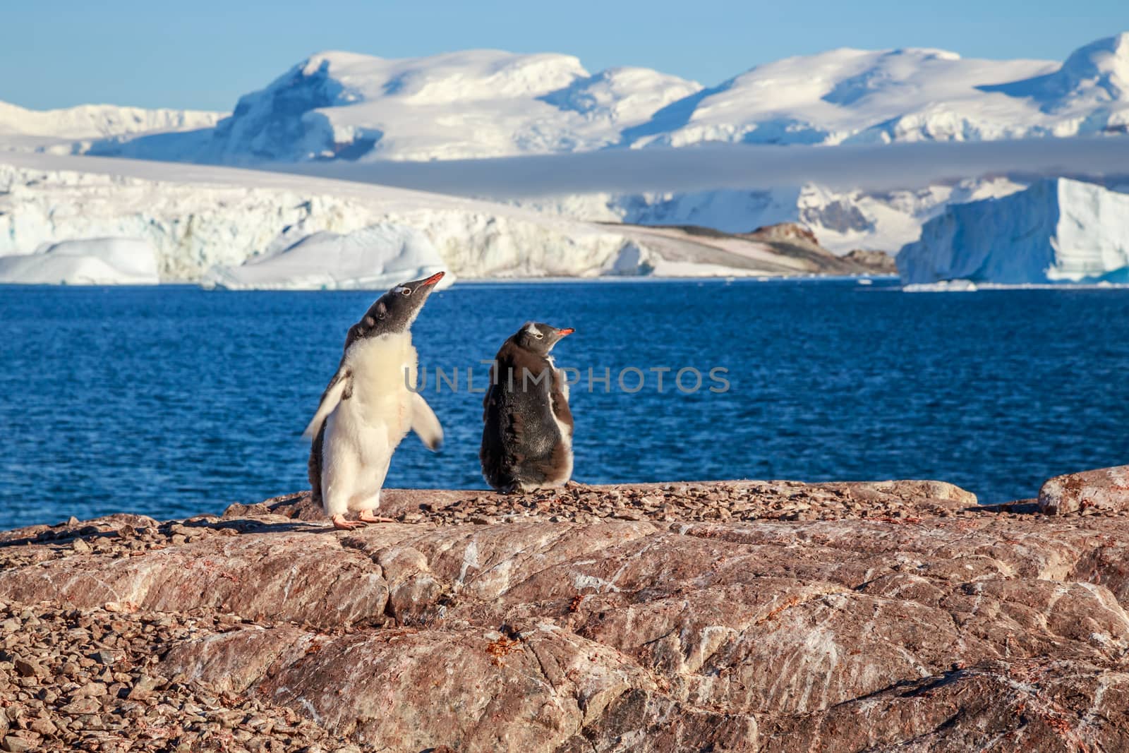 Gentoo penguin chick trying to fly on the coast with bay and sno by ambeon