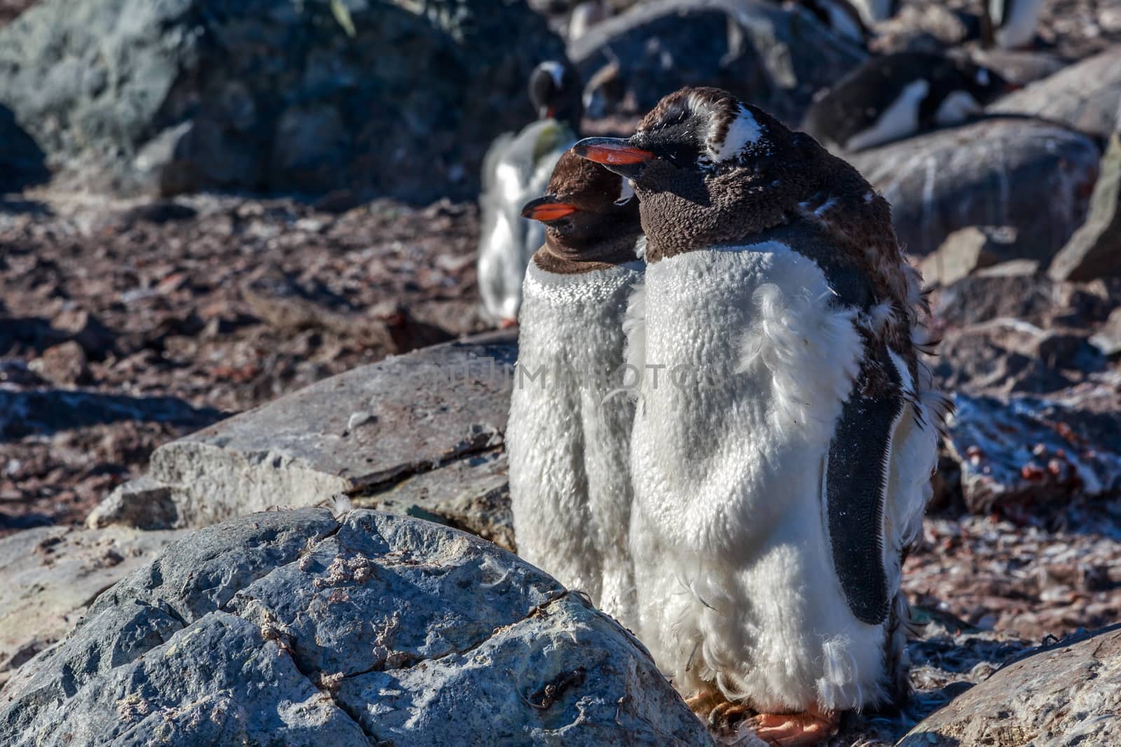 Gentoo penguins couple standing on the rocks, Cuverville Island, by ambeon