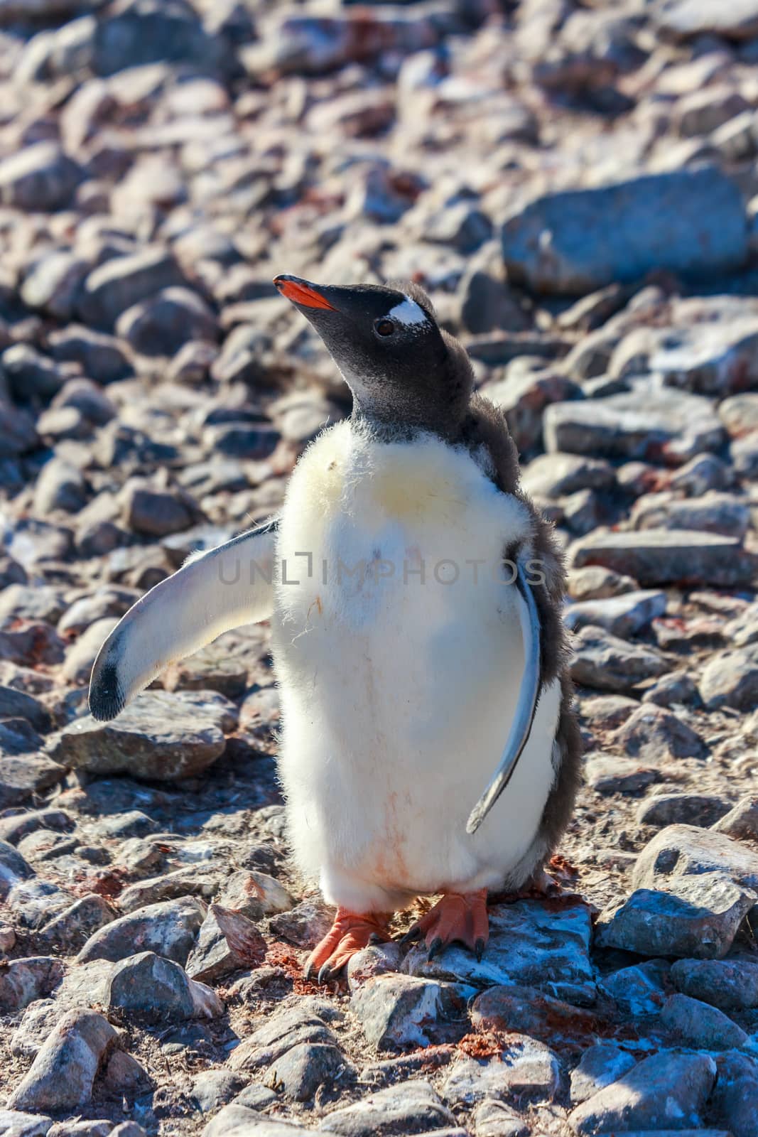 Fancy penguin chick wants hugs on the rocky beach of South Shetland Islands, Antarctica