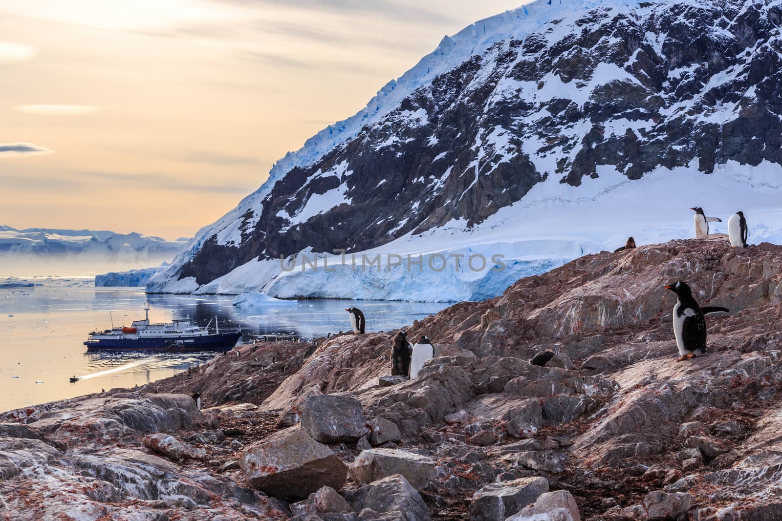 Gentoo penguins gathered on the rocky shore of Neco bay and cruise ship int the bakground, Antarctica
