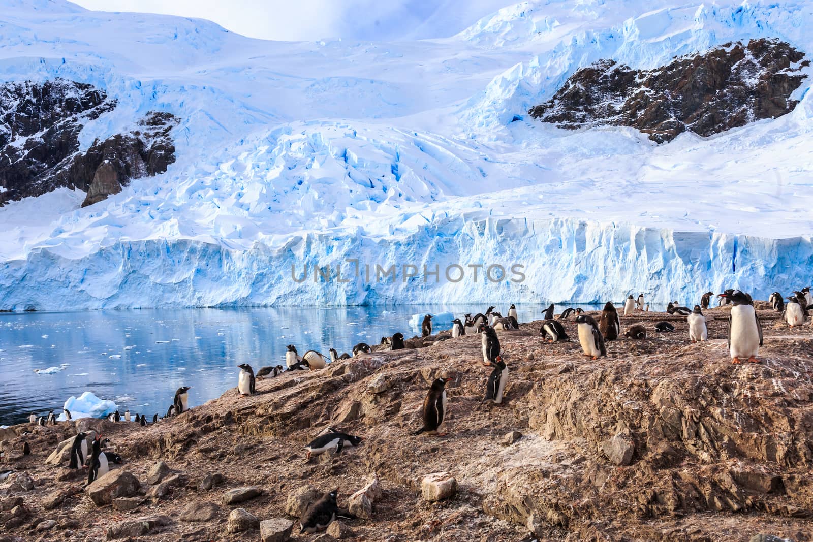 Rocky coastline overcrowded by gentoo pengins and glacier in the by ambeon