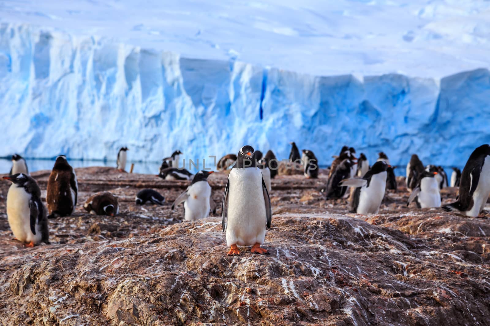 Gentoo penguin colony on the rocks and glacier in the background at Neco bay, Antarctic