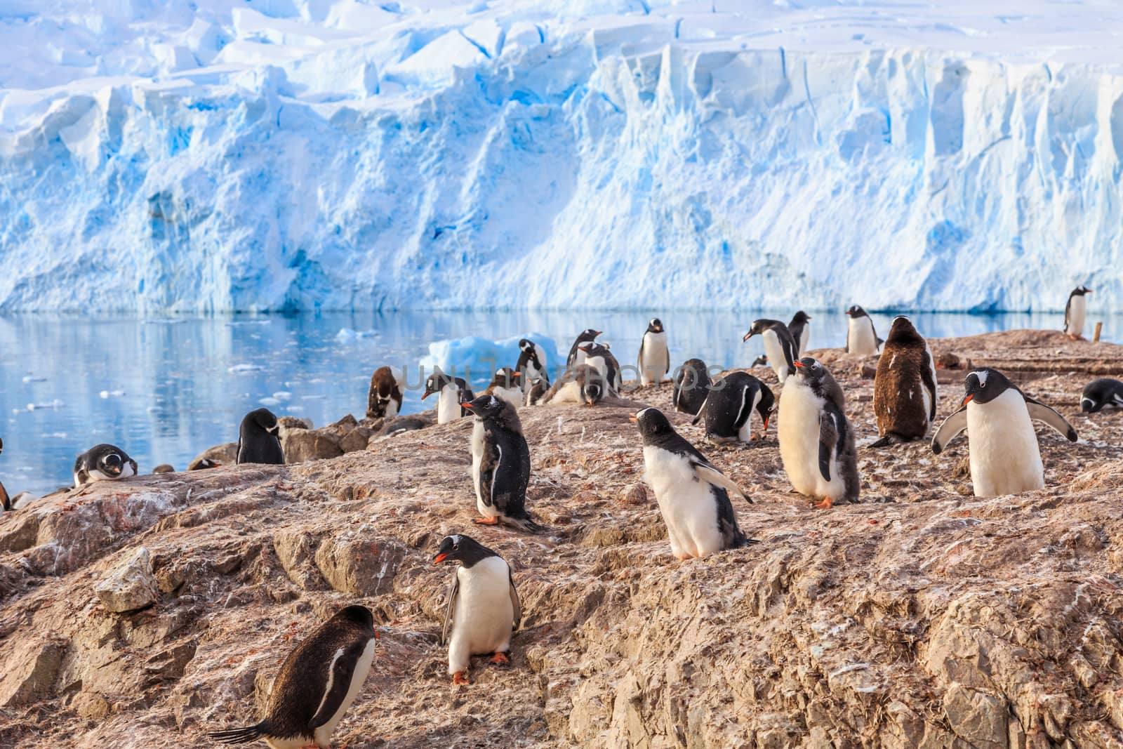 Various gentoo penguins overcrowded the rocky coastline and glacier in the background at Neco bay, Antarctic