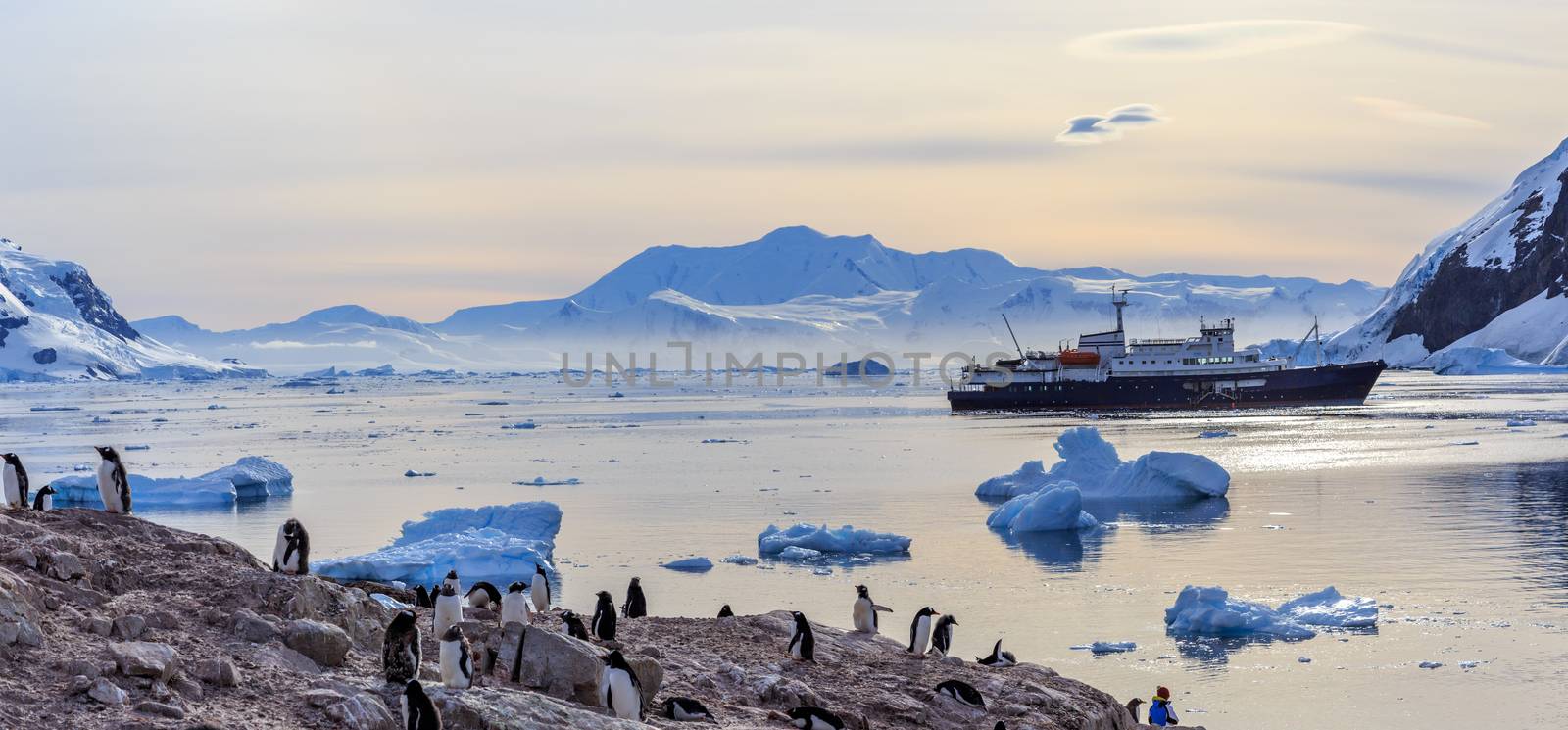 Antarctic cruise ship among icebergs and Gentoo penguins gathere by ambeon