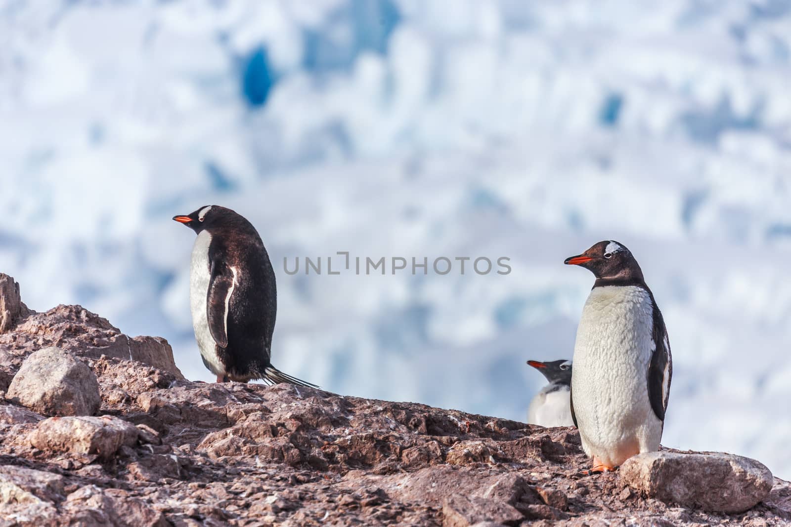 Gentoo penguins standing on the rocks with glacier in the background, Neco bay, Antarctica