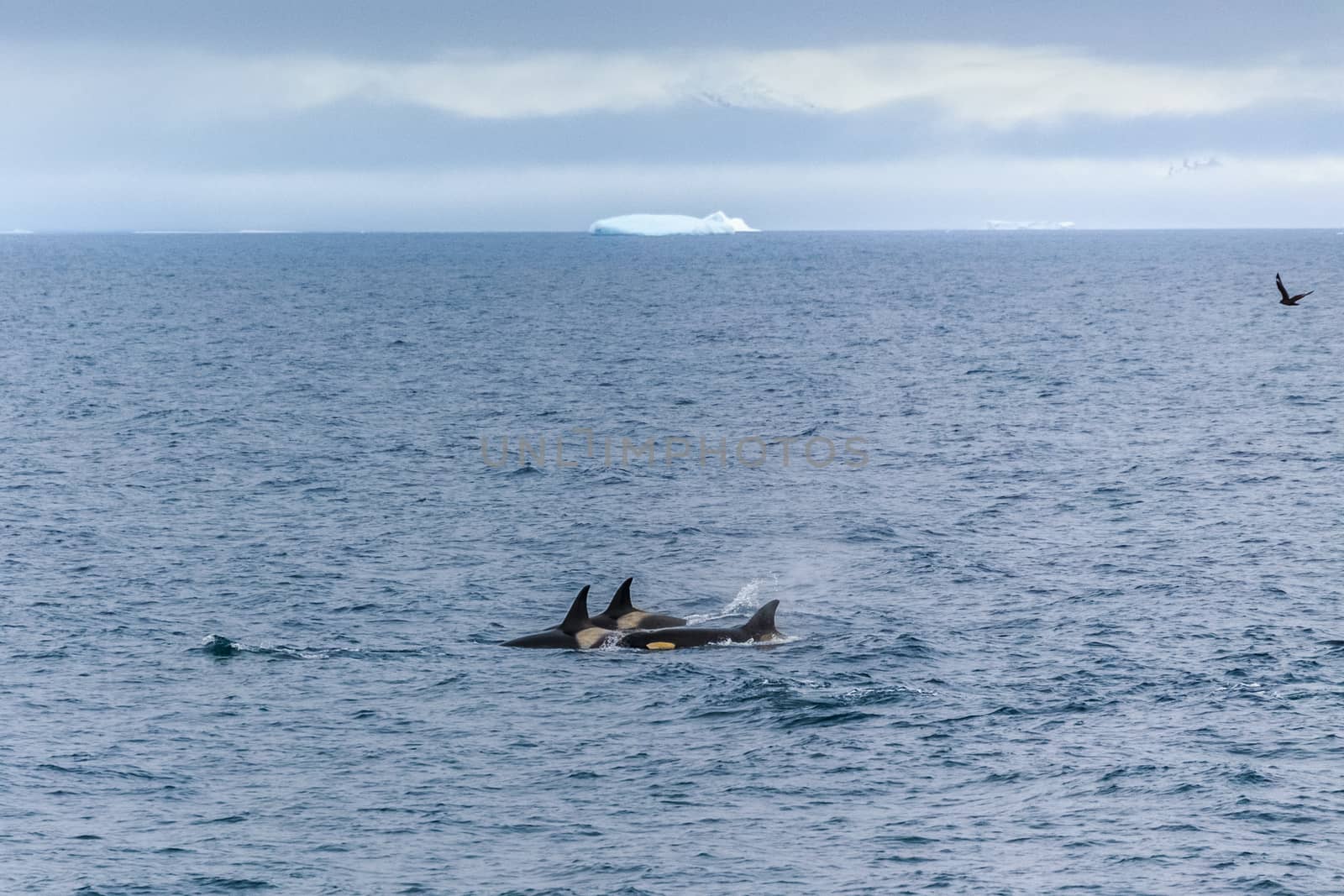 Group of orca hunting in antarctic waters, Antarctica