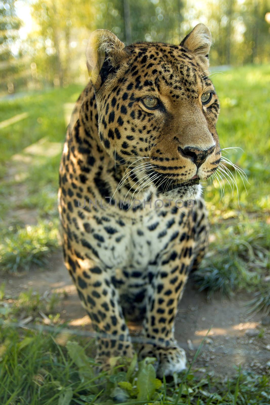 Leopard staring away in the jungle