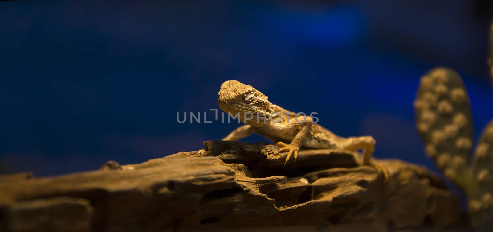 Lizard on a tree trunk staring at camera