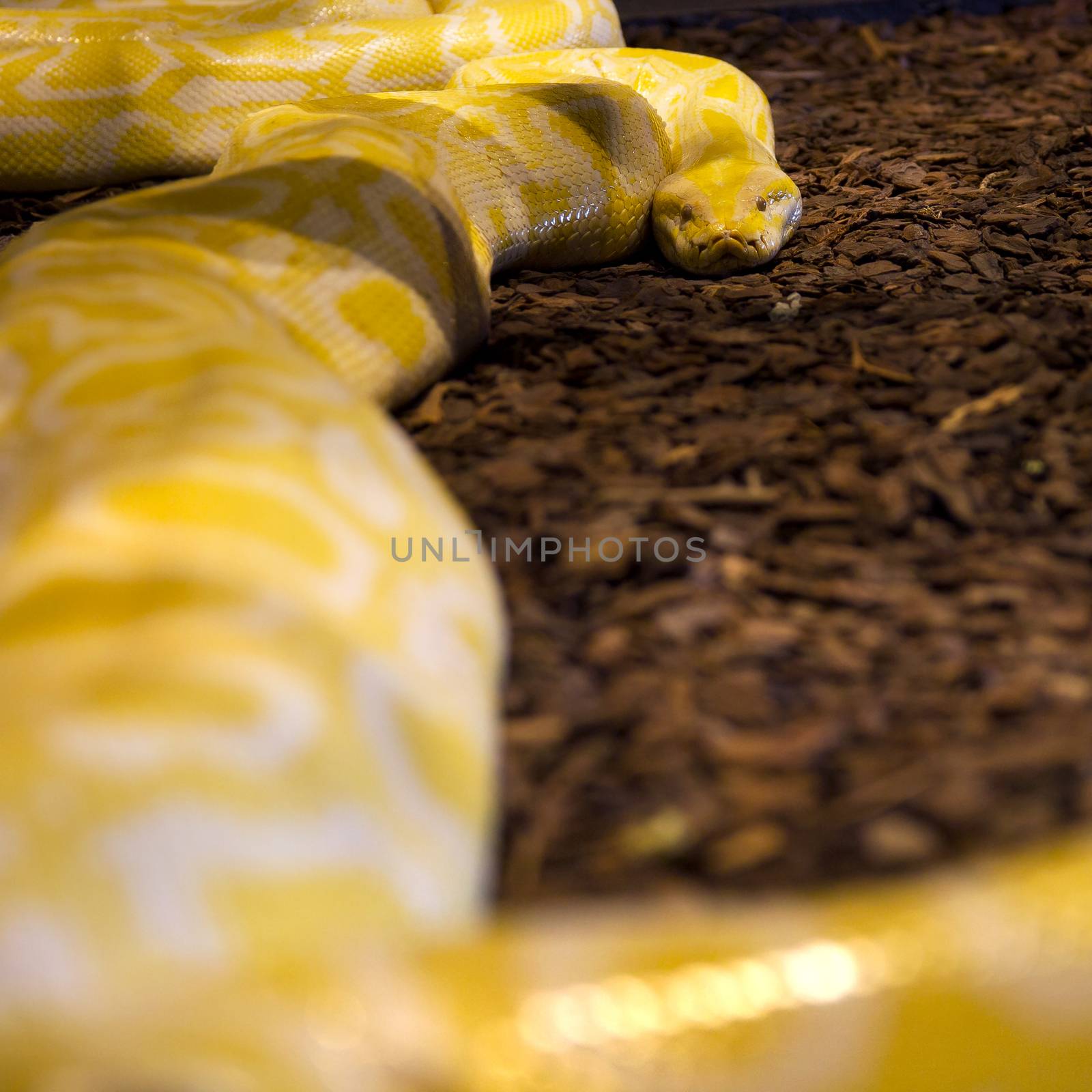 Yellow python background by dynamicfoto