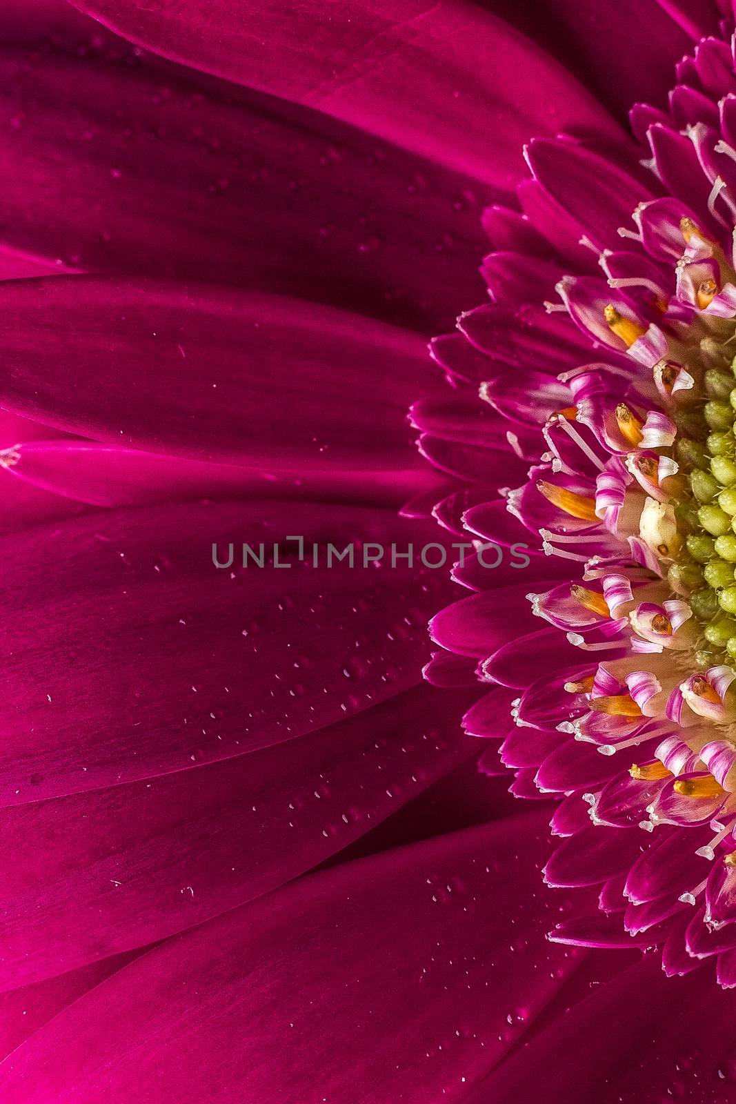 Close up of pink flower background