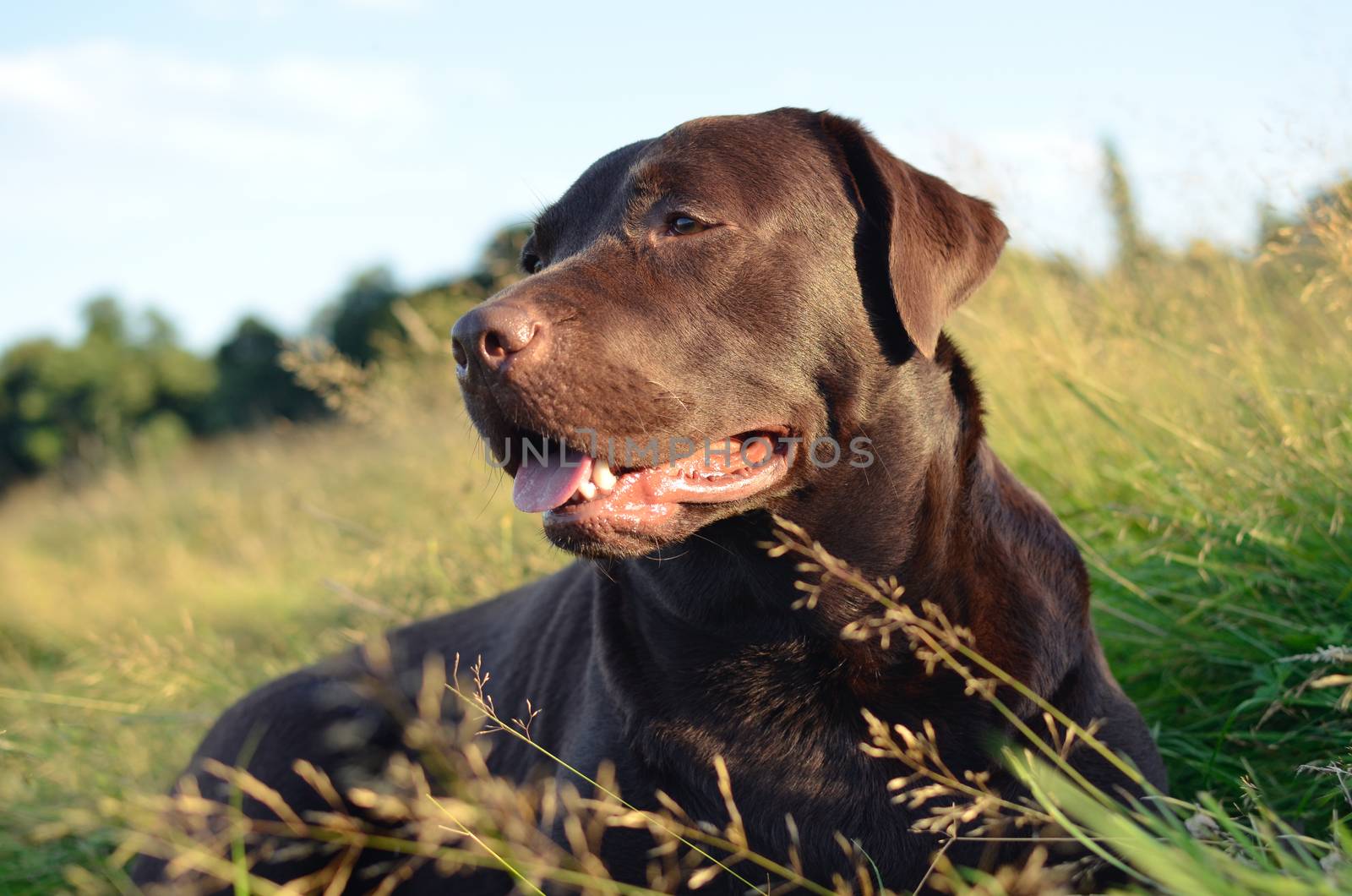 chocolate labrador lying in grass field in summer